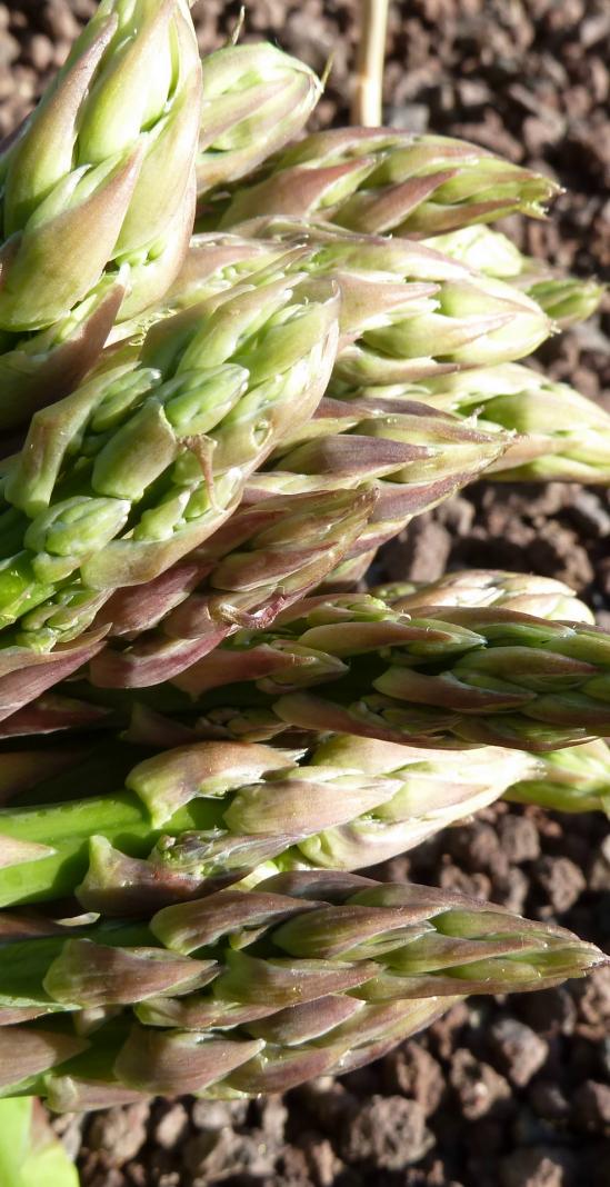 Asperges vertes 1