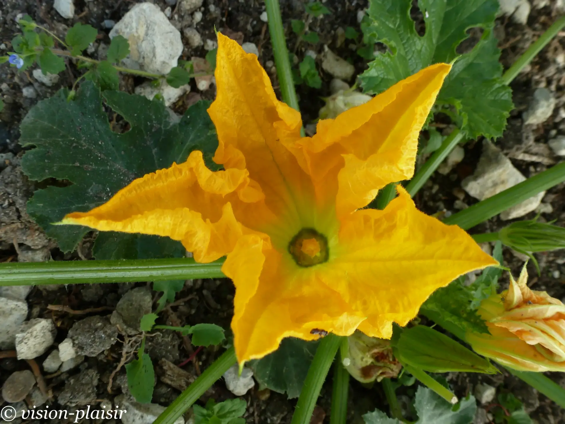 Beignets de fleurs de courgette