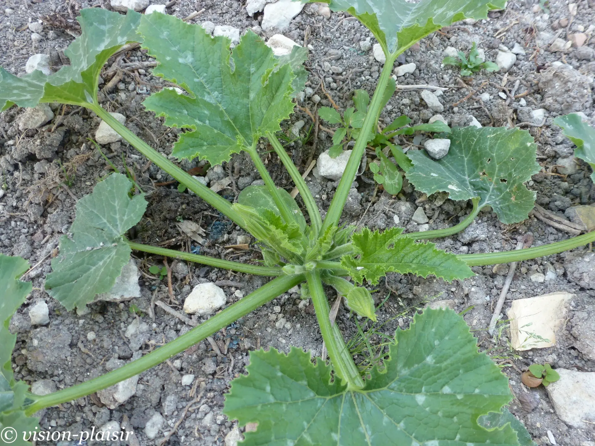 Courgette 1