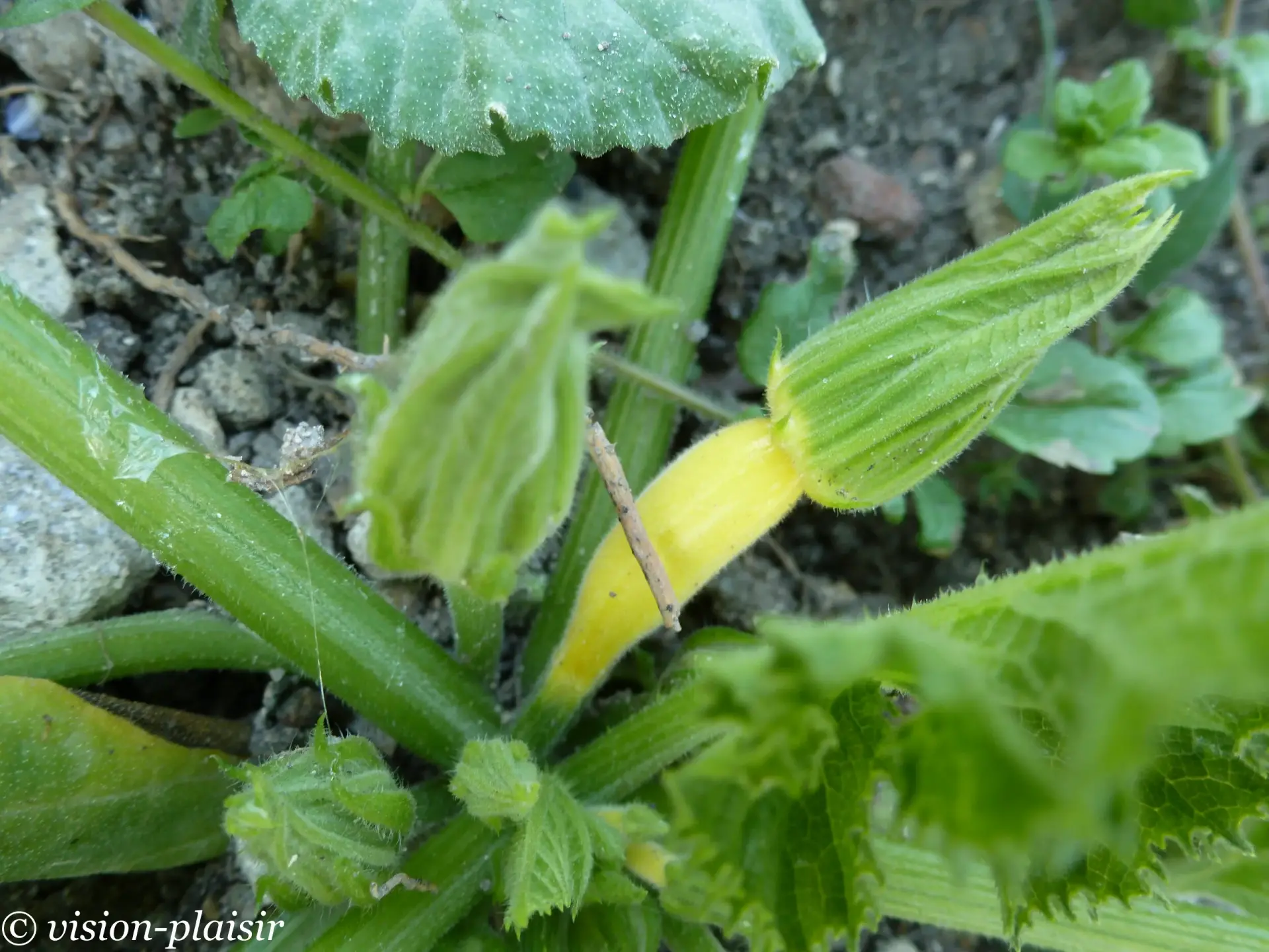 Courgette jaune