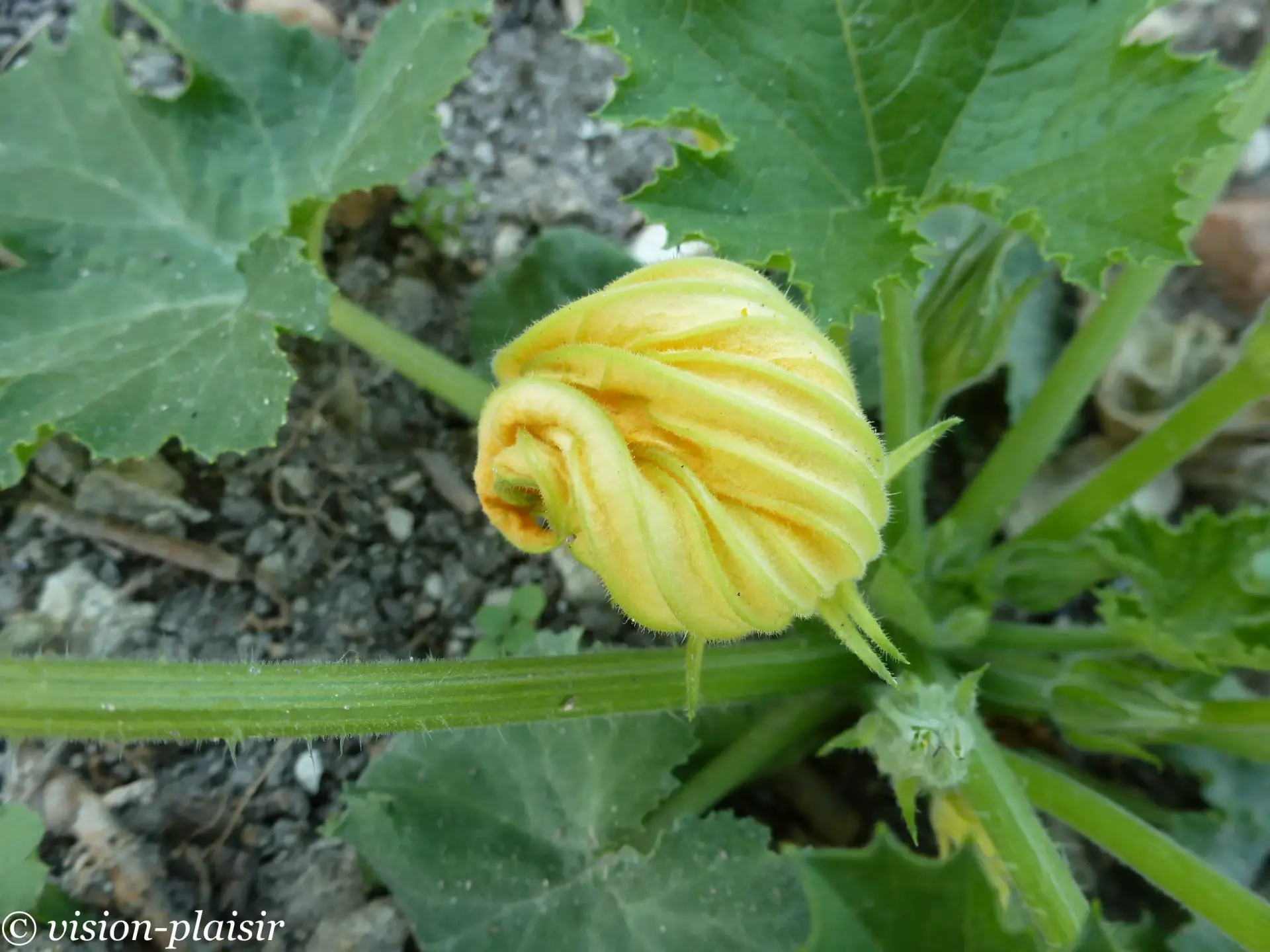 Fleur de courgette