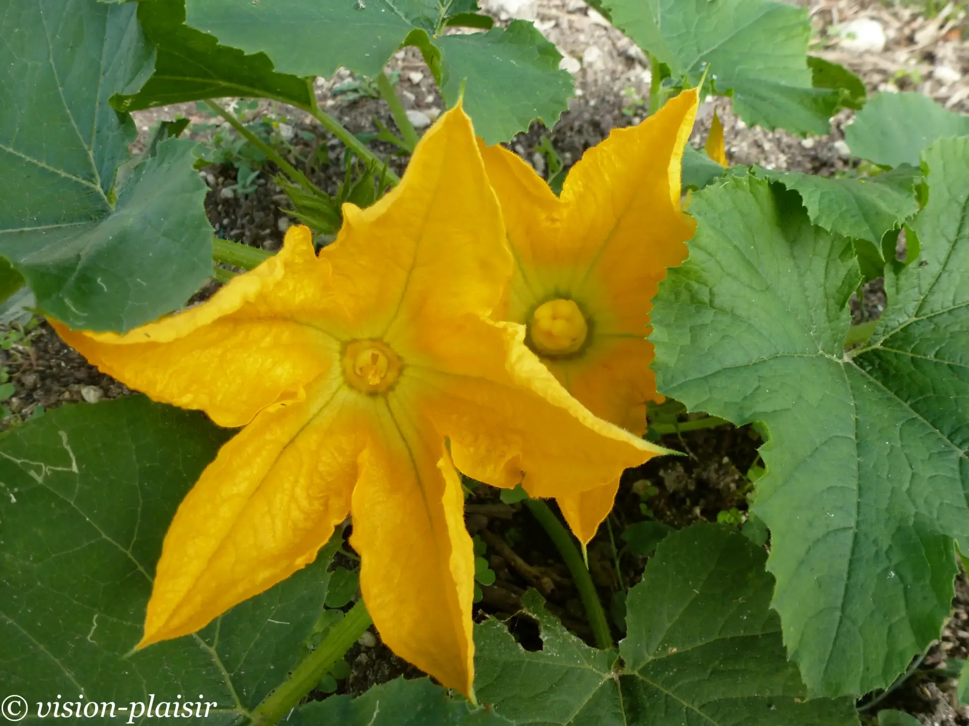 Fleurs de courgettes