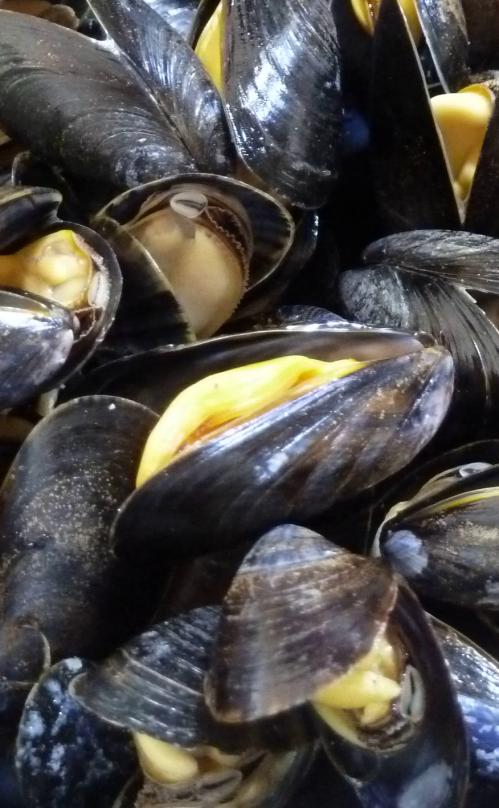 Moules ouvertes