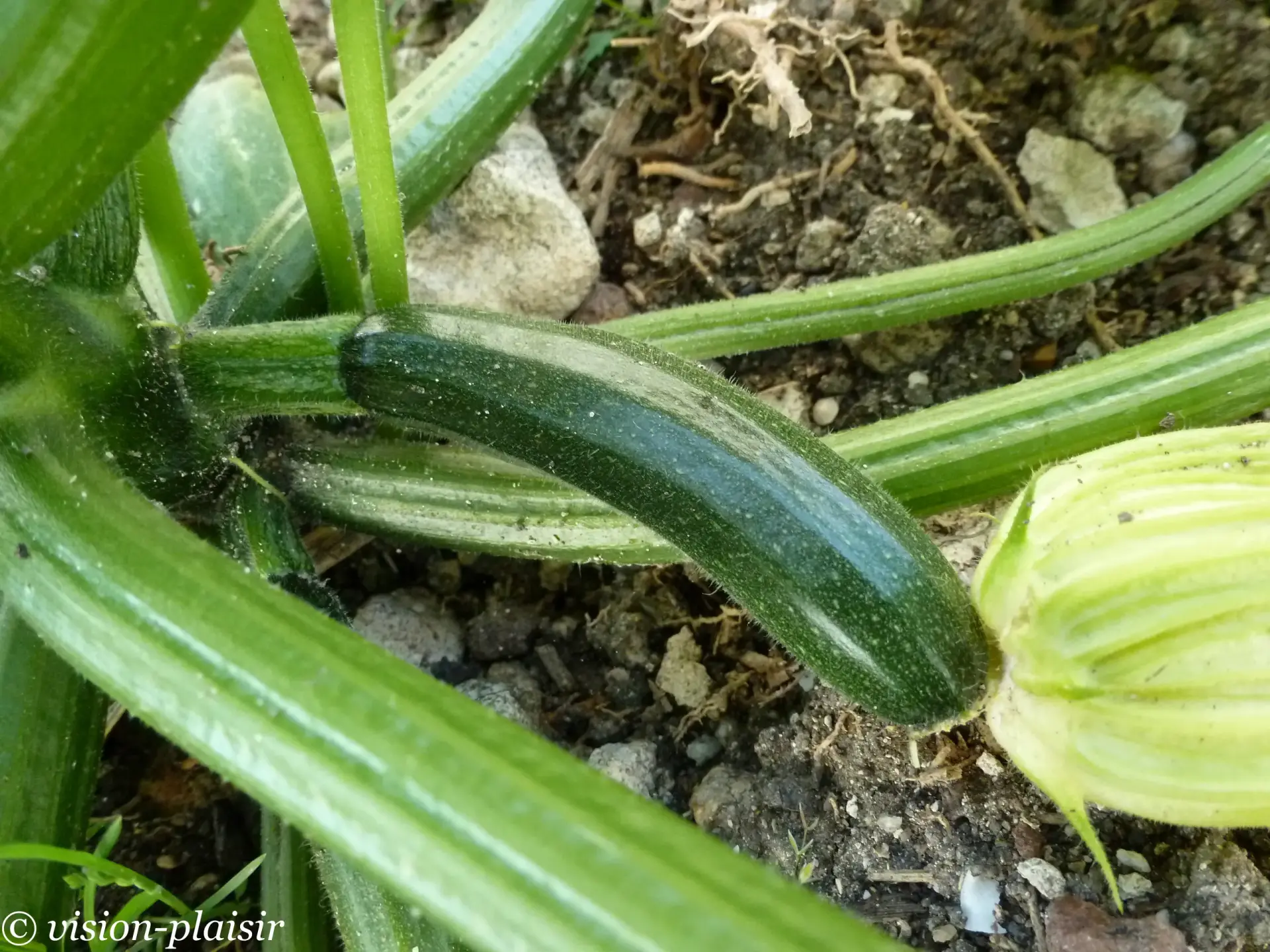 Petite courgette