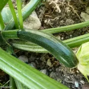 Petite courgette