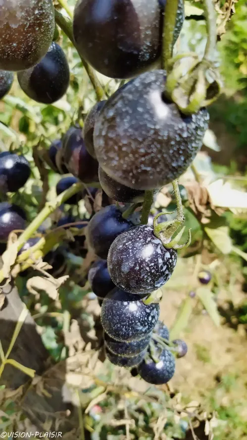 Tomates cerises noires